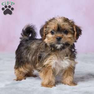 Archie, Shorkie Puppy